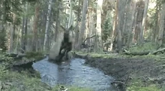 Elk: csodálatos tények a bolyhos óriásról